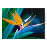Bird Of Paradise (Hawaii) Greeting Card