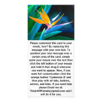 Bird Of Paradise (Hawaii) Photo Cards