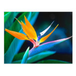 Bird Of Paradise (Hawaii) Post Cards