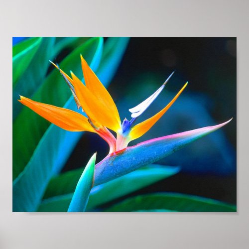 Bird Of Paradise (Hawaii) print