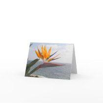 Bird of Paradise in paradise cards by dabucktz Bird of Paradise in paradise cards