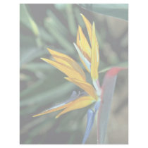 Bird of paradise letterhead