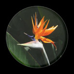 Bird of Paradise Magnet
