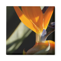 Bird-of-Paradise Magnet by pulsDesign Bird-of-Paradise Magnet