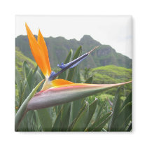 Bird of Paradise Magnet