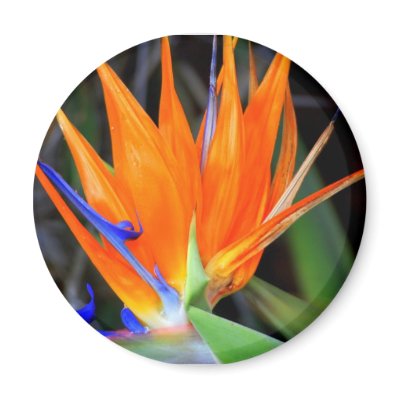 Bird of Paradise Magnet by nwillens