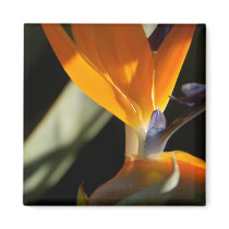 Bird of Paradise Magnet by pulsDesign Bird of Paradise Magnet