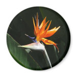 Bird of Paradise Magnet
