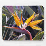 Bird of Paradise Mousepad