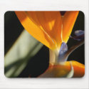 Bird of Paradise Mousepad by pulsDesign Bird of Paradise Mousepad