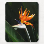 Bird of Paradise Mousepad