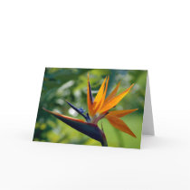 Bird Of Paradise Note Card cards