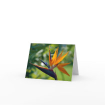Bird Of Paradise Note Card