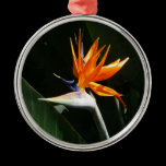 Bird of Paradise Ornament