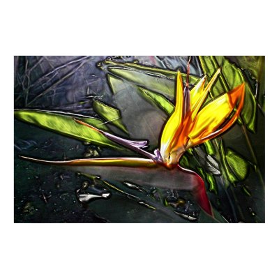 Bird Of Paradise Painting Poster by Calicoast