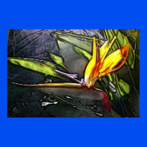 Bird Of Paradise Painting Poster
