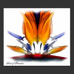 Bird of Paradise, photo poster posters