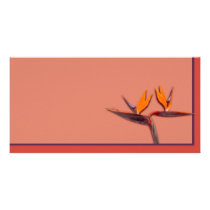 Bird of Paradise Custom Photo Card