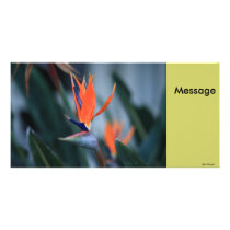 Bird of Paradise photo cards by YourAmaryllis Bird of Paradise photo cards