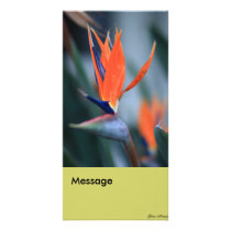 Bird of Paradise Customized Photo Card