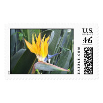 Bird of Paradise postage