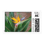 Bird of Paradise Postage Stamp