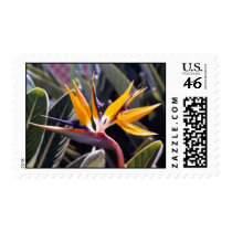 Bird of Paradise Postage Stamp