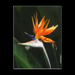 Bird of Paradise Postcard
