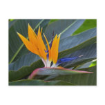 Bird of Paradise Postcard