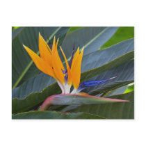 Bird of Paradise Postcard