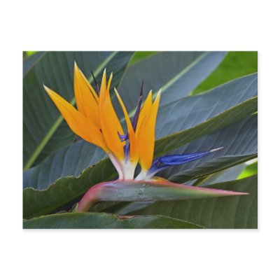 Bird of Paradise Postcard by crooster1
