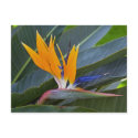 Bird of Paradise Postcard by crooster1 Bird of Paradise Postcard