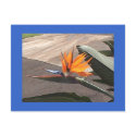 Bird of Paradise Postcard