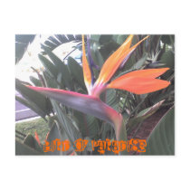 Bird Of Paradise postcards