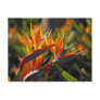 Bird of paradise postcards