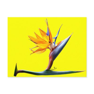 Bird of Paradise Post Card by remicallens