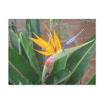 Bird of Paradise Postcard