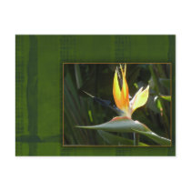 Bird of Paradise Post Card
