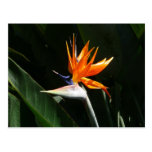 Bird of Paradise Postcard