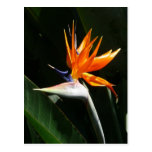 Bird of Paradise Postcard