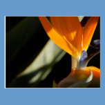 Bird of Paradise Postcard postcards