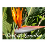Bird of Paradise Postcards