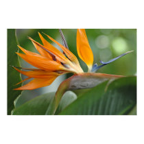 Bird of Paradise posters