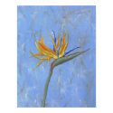 Bird of Paradise posters