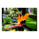 Bird of Paradise posters