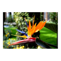 Bird of Paradise posters by almedic104 Bird of Paradise posters