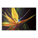 Bird of Paradise posters