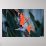 Bird of Paradise Posters