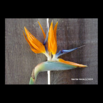 Bird of Paradise posters