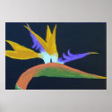 Bird Of Paradise Poster posters